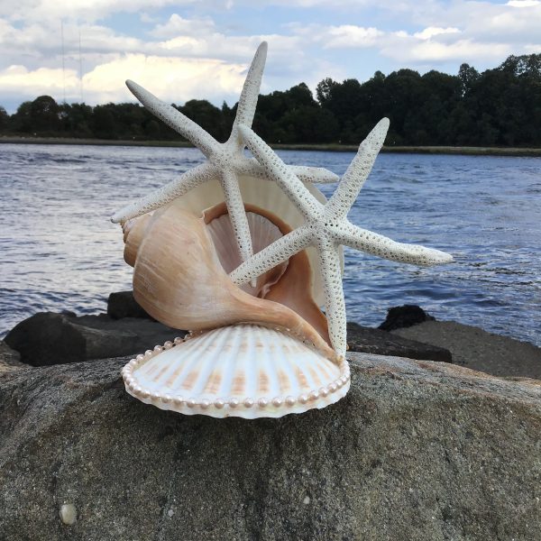 Scallop and Whelk Cake Topper